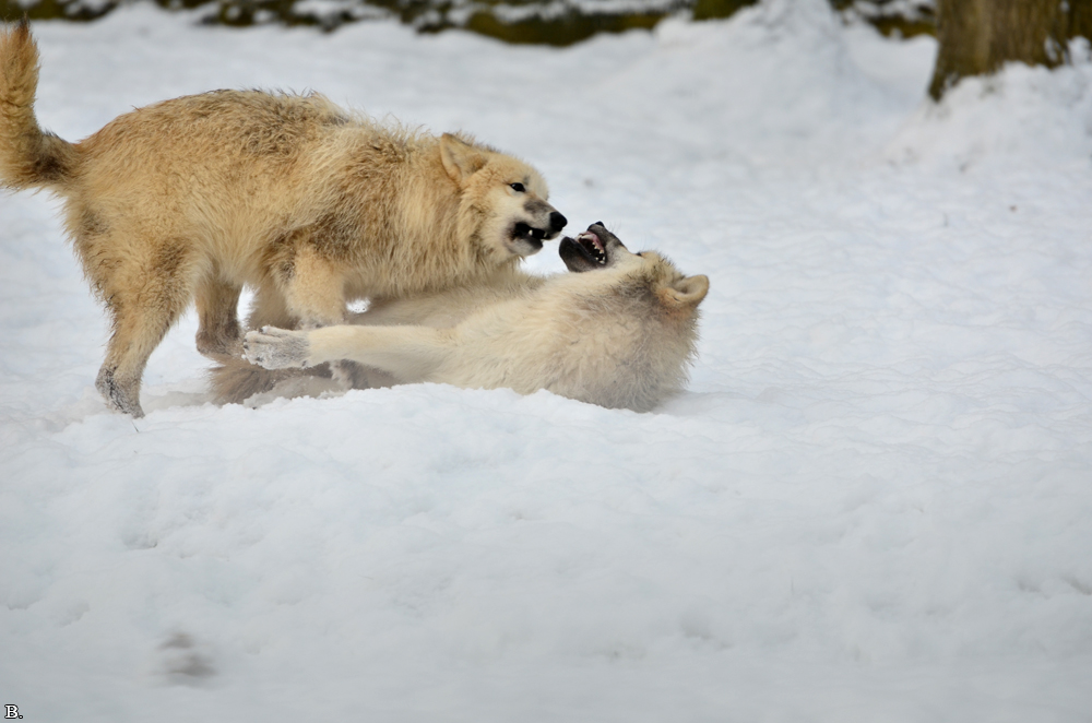 Pup7m12SpringeBineG_pup-126