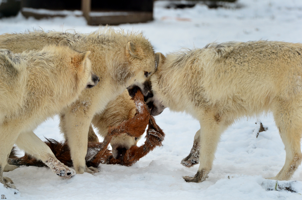 Pup7m12SpringeBineG_pup-136