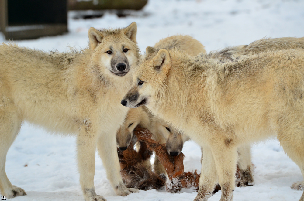 Pup7m12SpringeBineG_pup-138