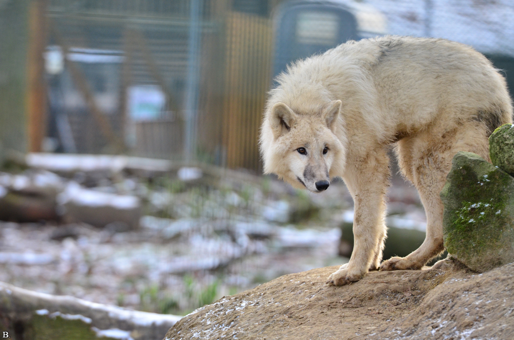 Pup7m12SpringeBineG_pup-33