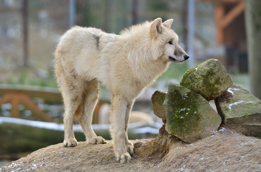 Pup7m12SpringeBineG_pup-35