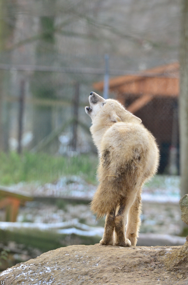 Pup7m12SpringeBineG_pup-43