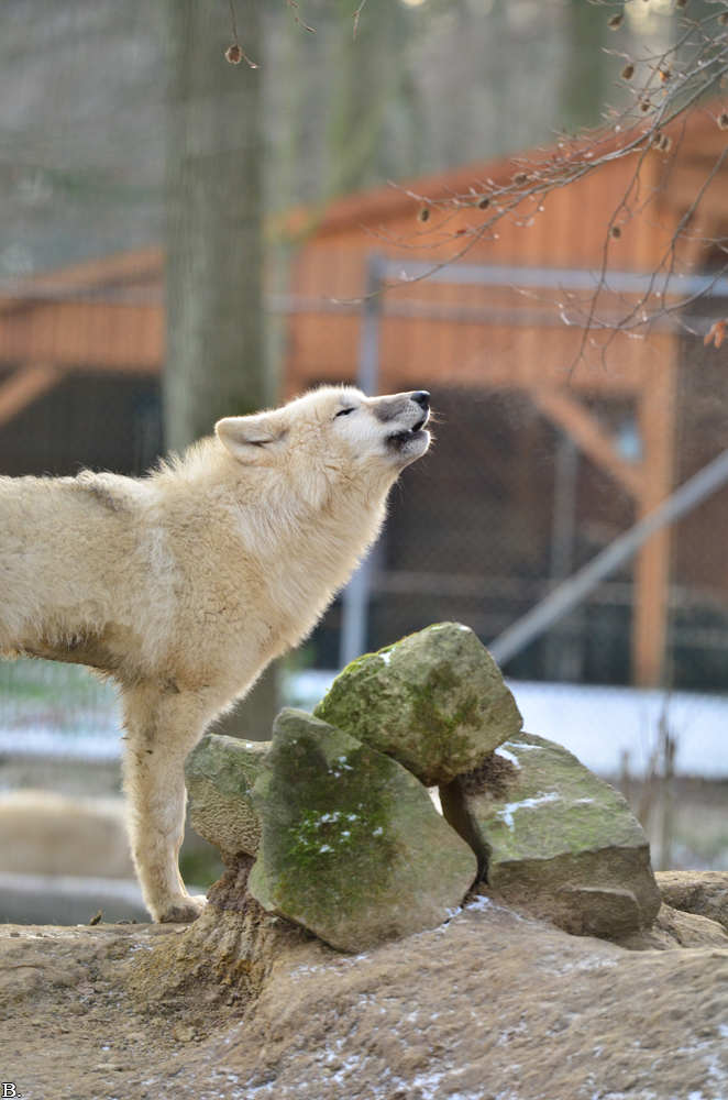 Pup7m12SpringeBineG_pup-46