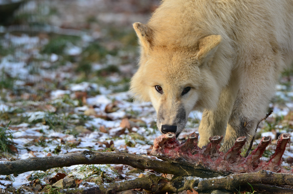 Pup7m12SpringeBineG_pup-53