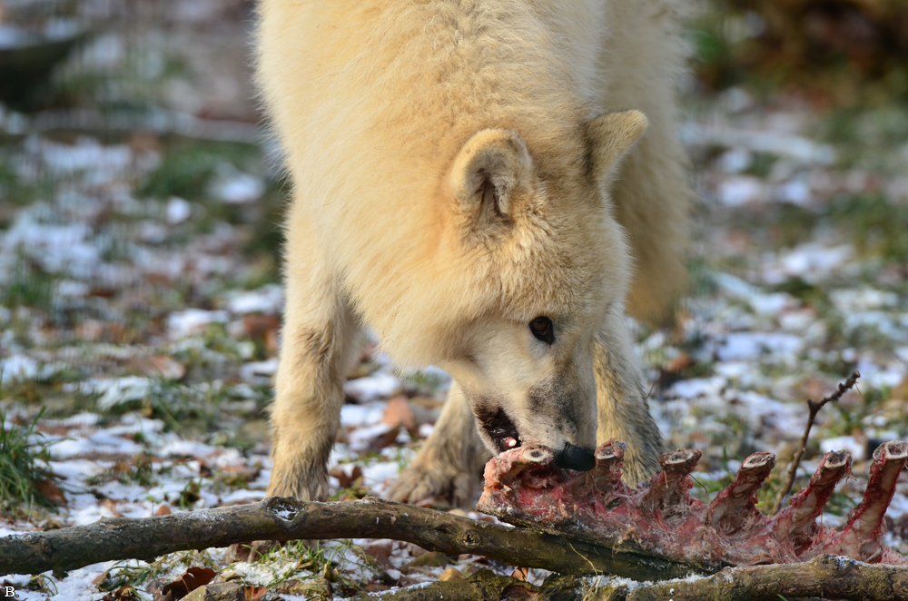 Pup7m12SpringeBineG_pup-54