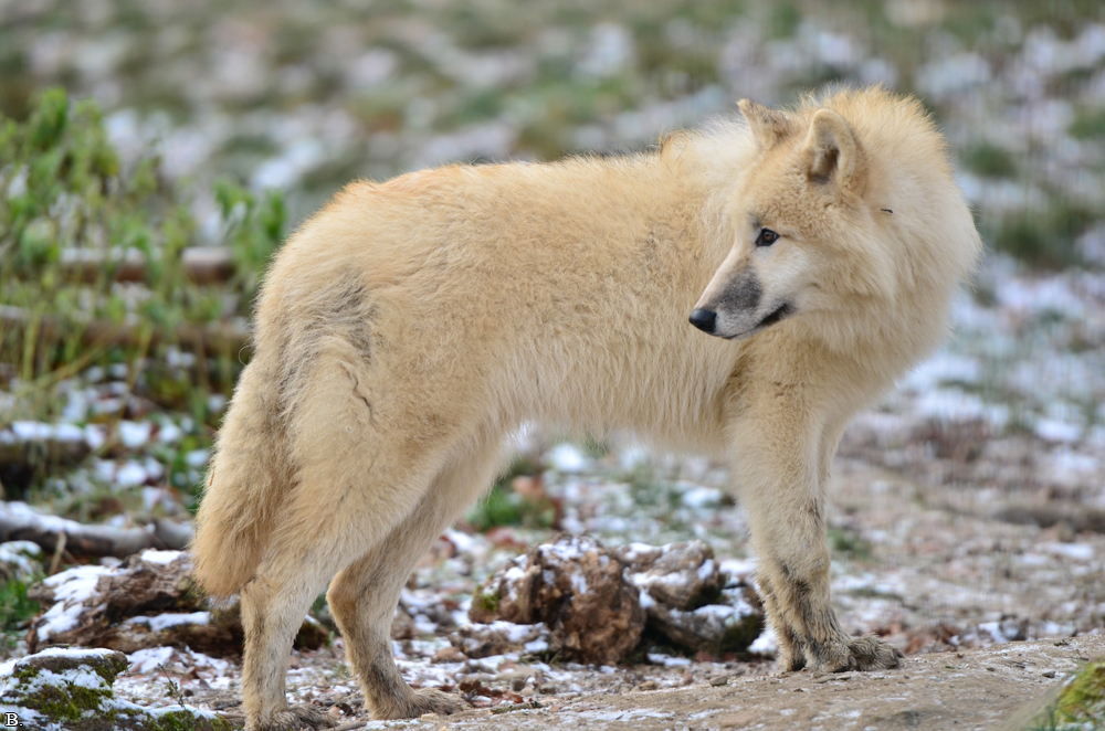 Pup7m12SpringeBineG_pup-60