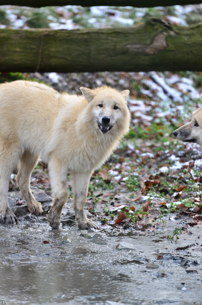 Pup7m12SpringeBineG_pup-62