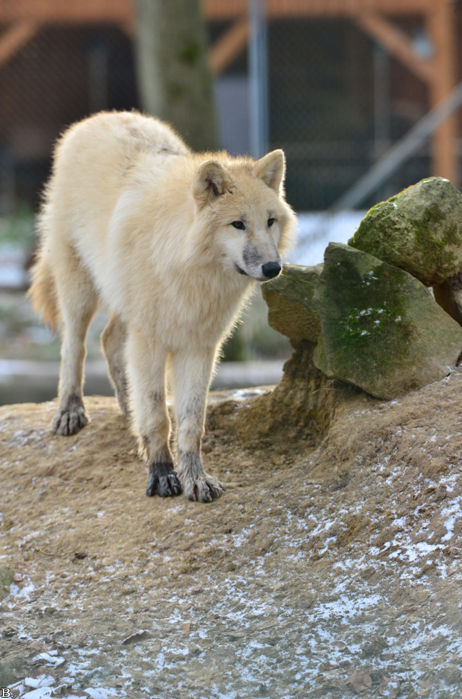 Pup7m12SpringeBineG_pup-69