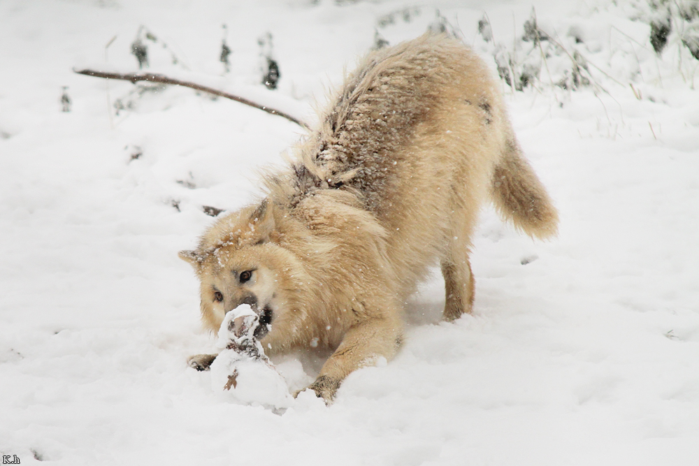 Pup7m12SpringeKati_Polar-04