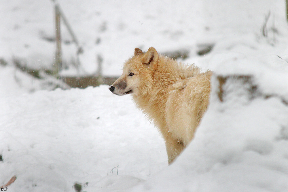 Pup7m12SpringeKati_Polar-28