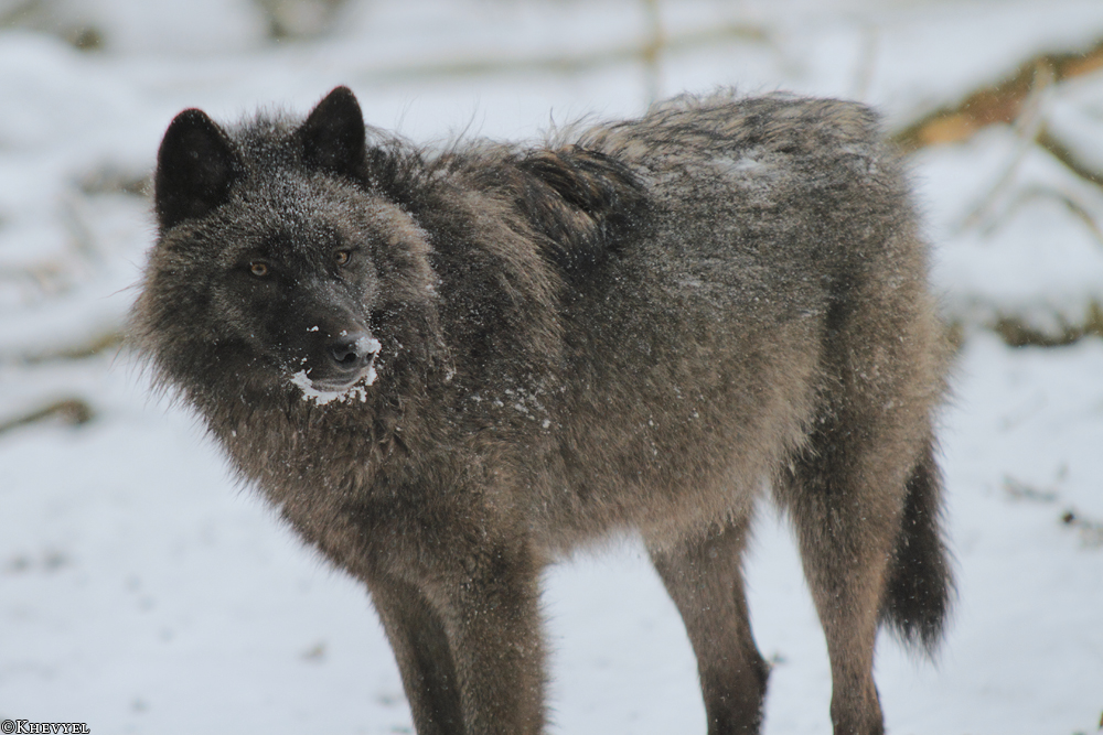 Pup8m13EderseeKati_Ceyla-14
