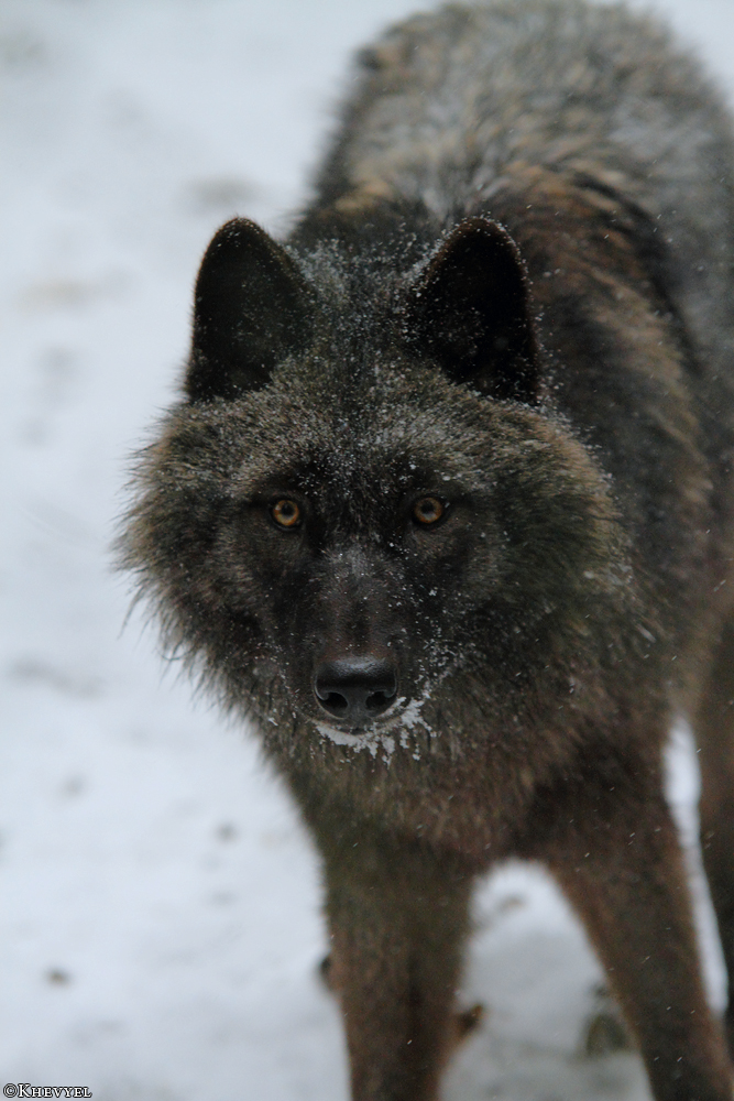 Pup8m13EderseeKati_Ceyla-17