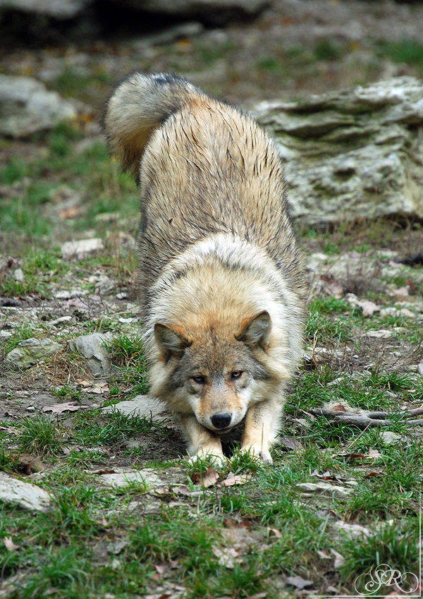 Pup8m11MergentheimSas_Grey-26