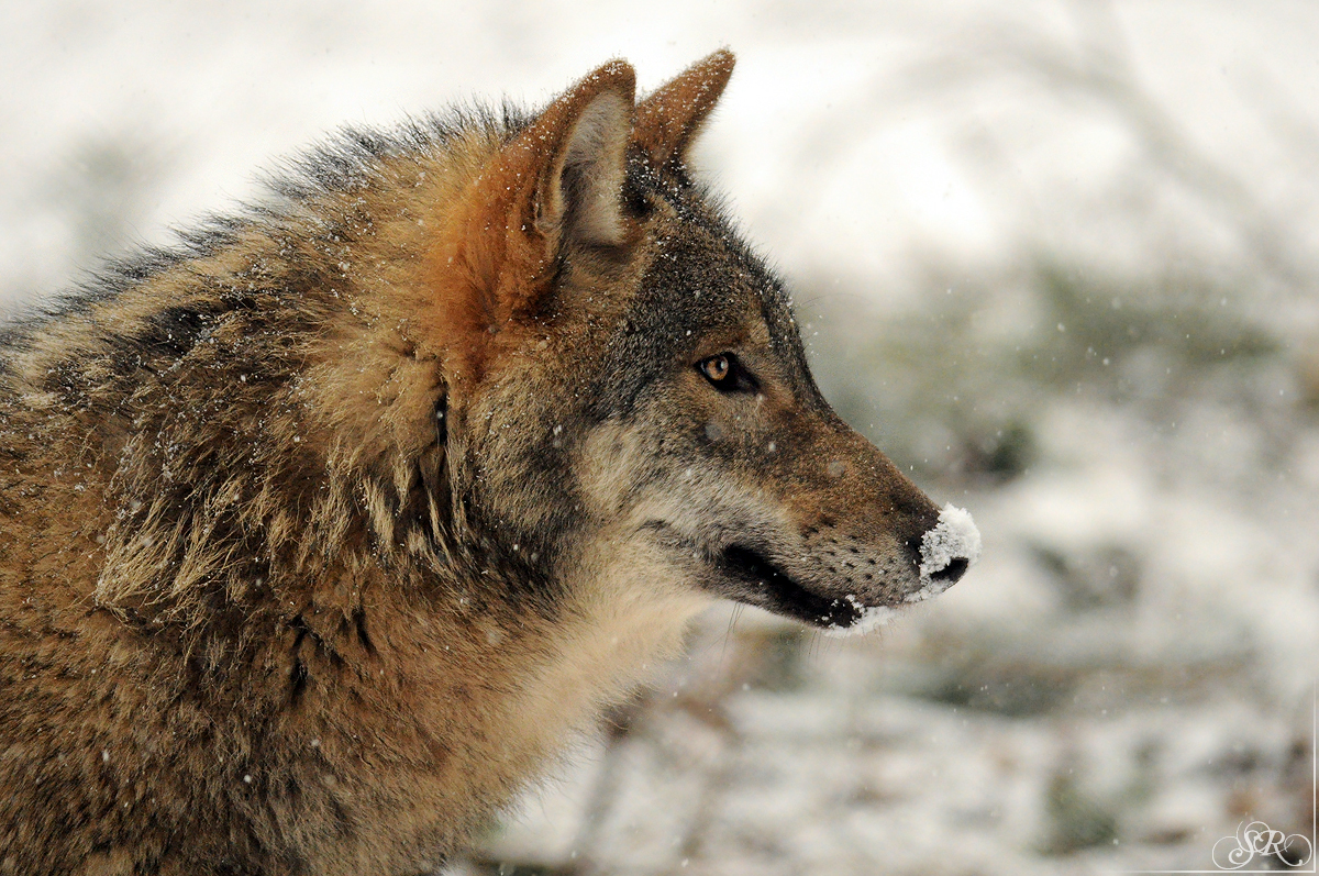 Pup8m13AuheimSas_Hagen-02