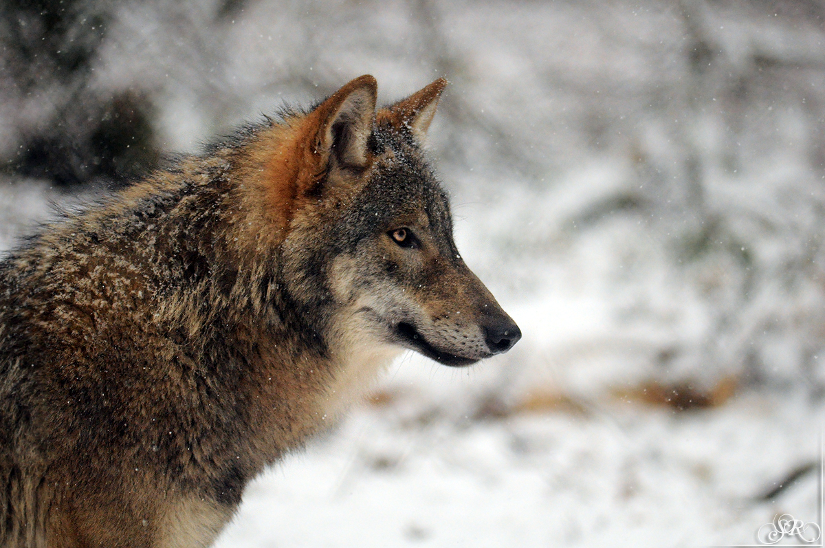 Pup8m13AuheimSas_Hagen-03