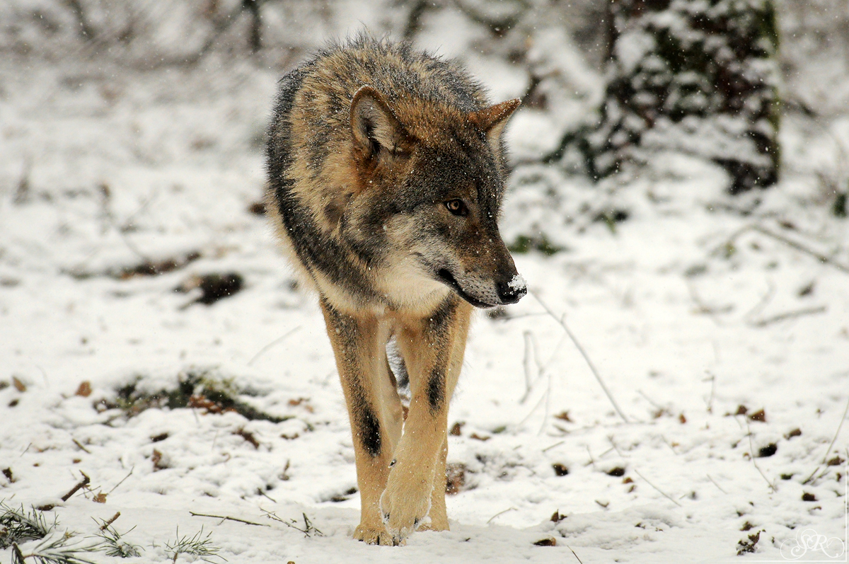 Pup8m13AuheimSas_Hagen-08