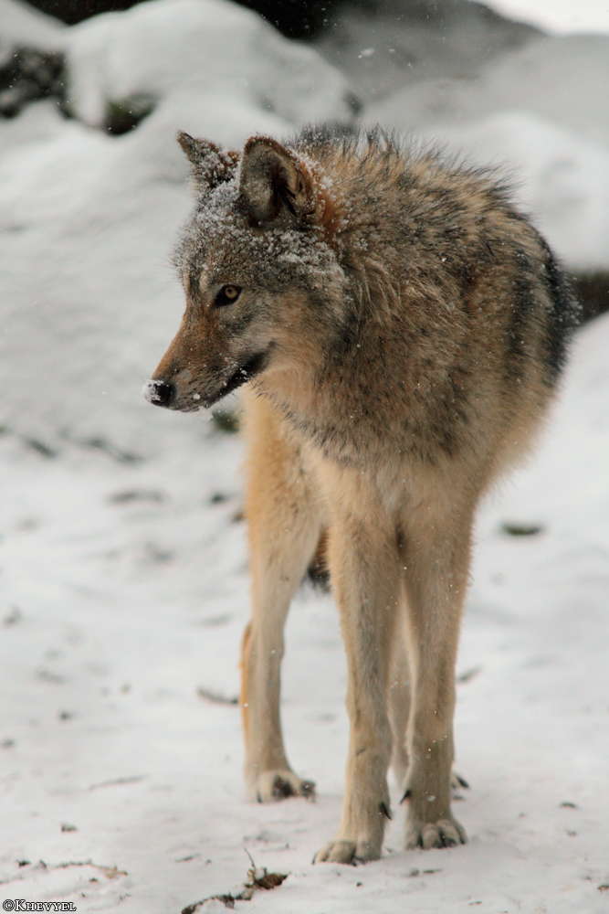 Pup8m13EderseeKati_Kiley-21