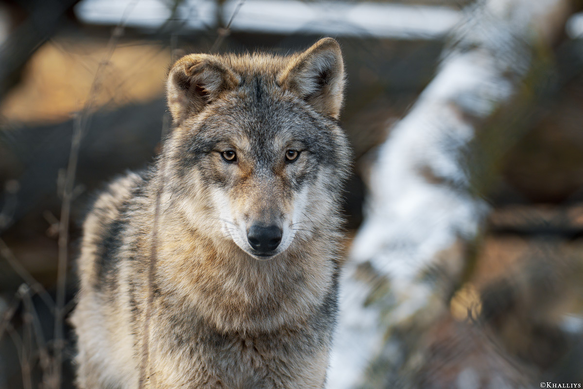 Pup8m19OlderdissenKati-Bjelle-12