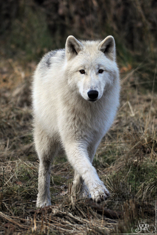 Pup8m11AuheimSas_Inuq-01