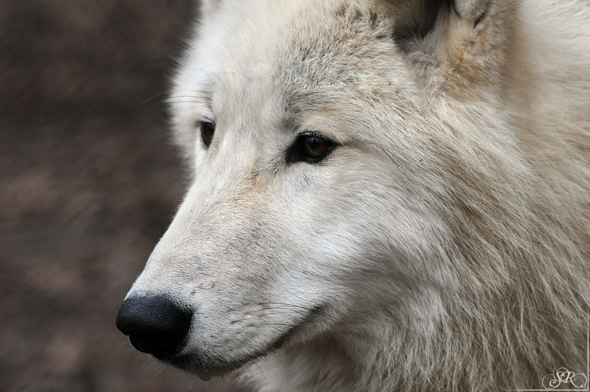 Pup8m11AuheimSas_Inuq-08