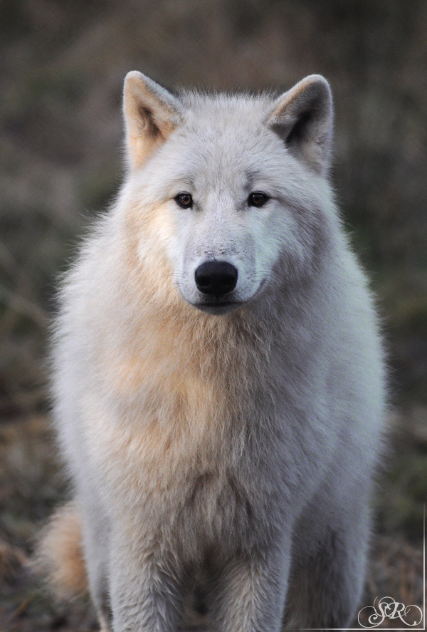 Pup8m11AuheimSas_Inuq-09