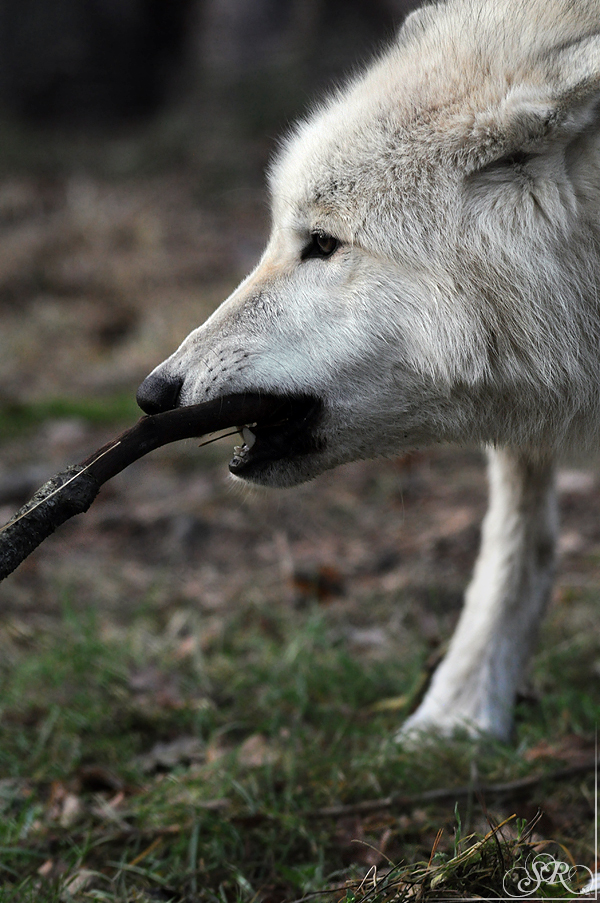 Pup8m11AuheimSas_Inuq-10