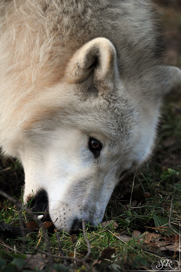 Pup8m11AuheimSas_Inuq-11
