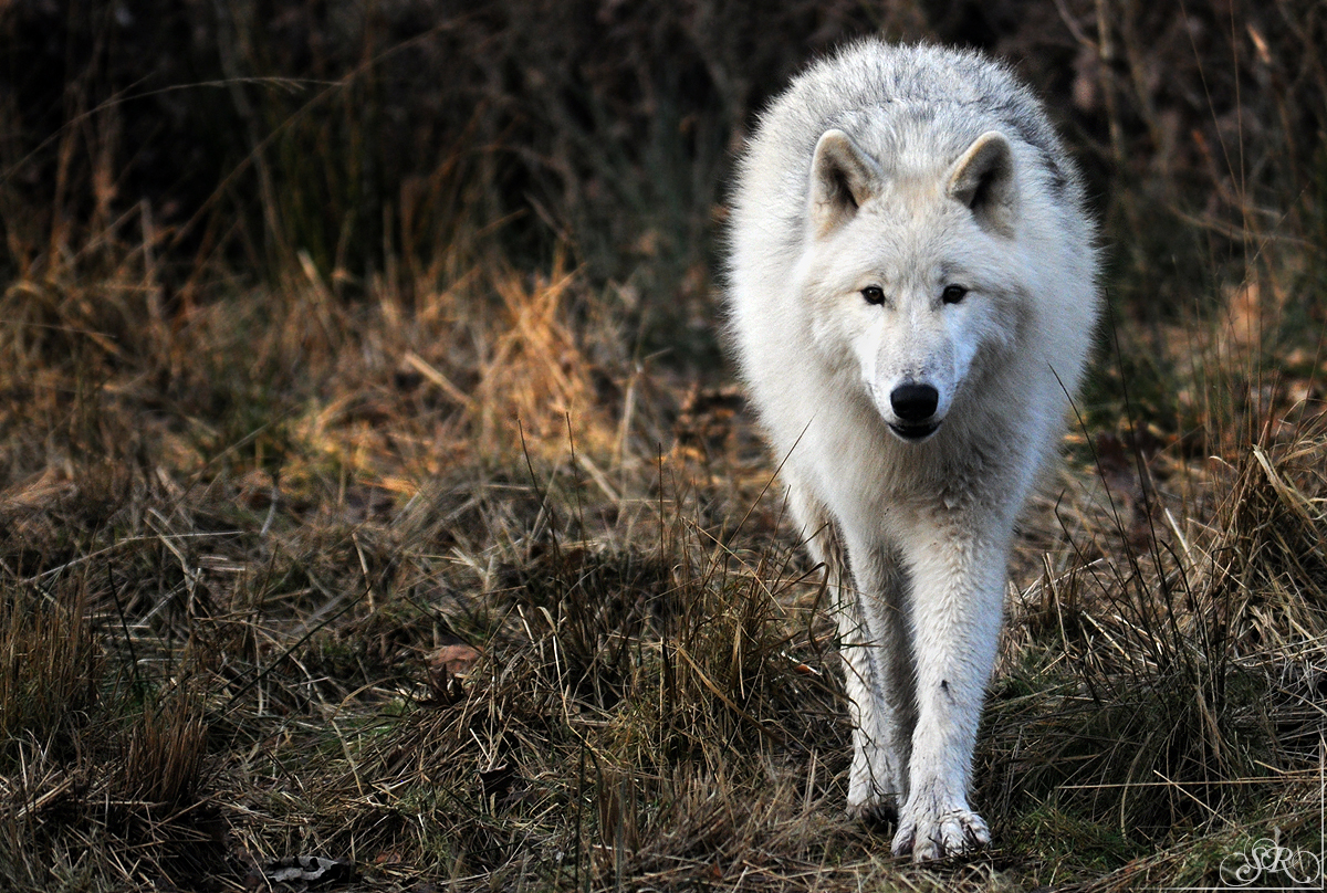 Pup8m11AuheimSas_Inuq-12