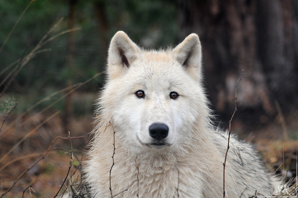 Pup8m11AuheimSas_Inuq-29