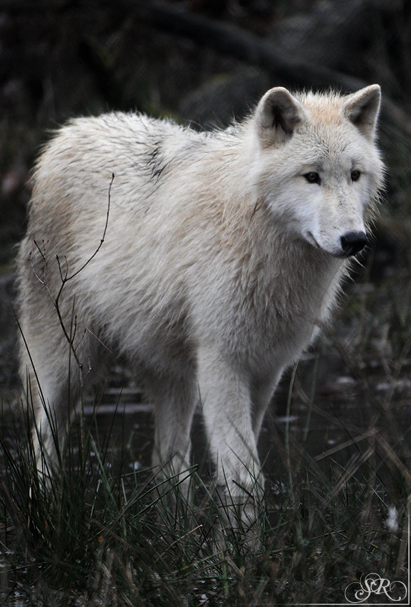 Pup8m11AuheimSas_Inuq-35