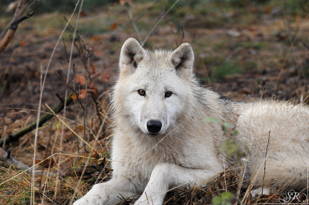 Pup8m11AuheimSas_Monja-16