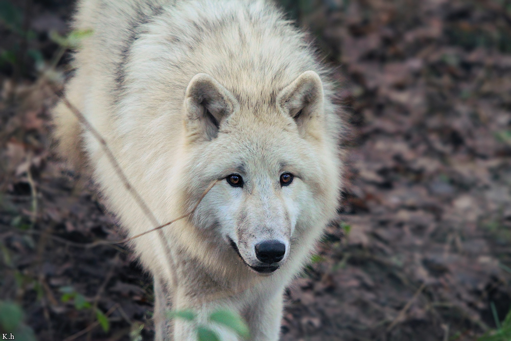 Pup8m11AuheimKati_Aslan