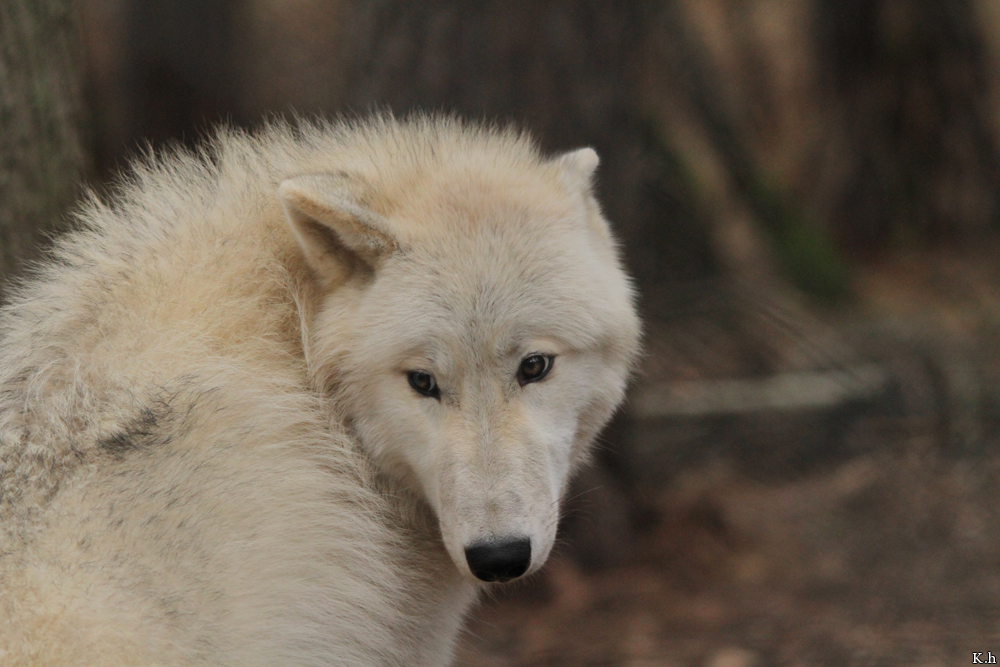 Pup8m11AuheimKati_Inuq