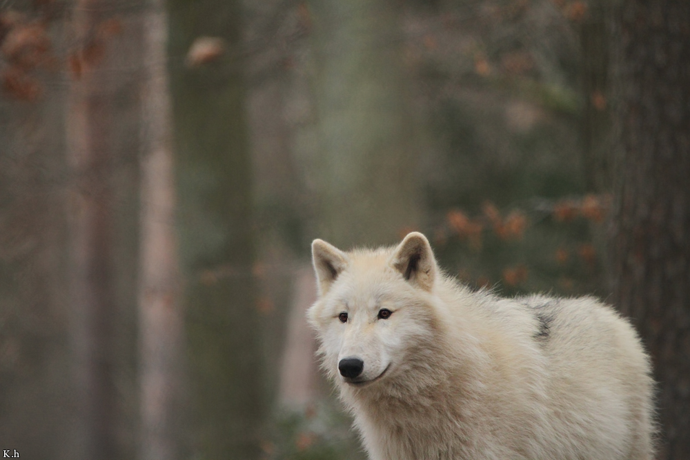 Pup8m11AuheimKati_Inuq