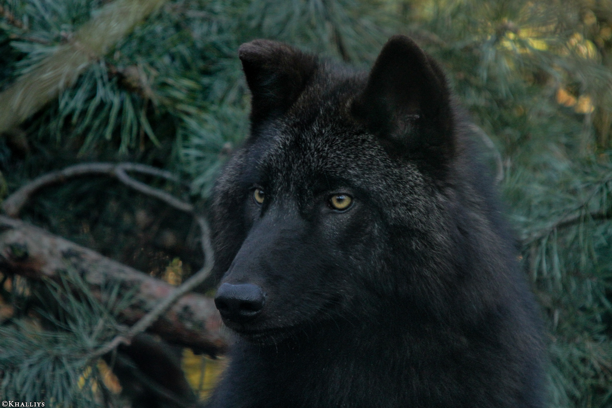 Pup9m11SaerbeckKati_Bo-24