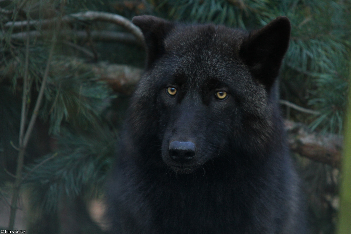 Pup9m11SaerbeckKati_Bo-27