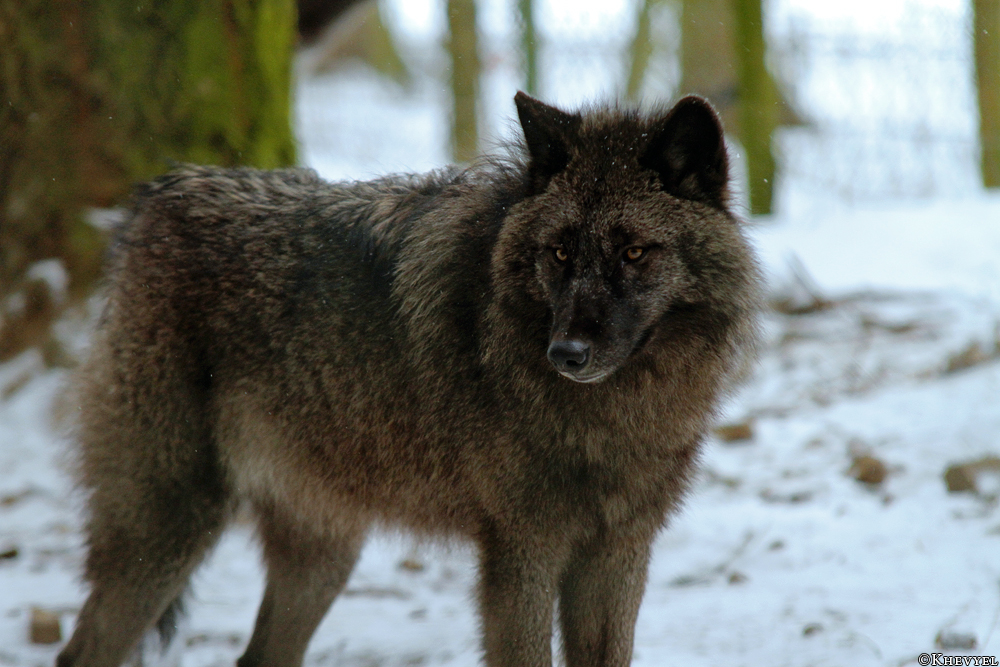 Pup9m13EderseeKati_Ceyla-10
