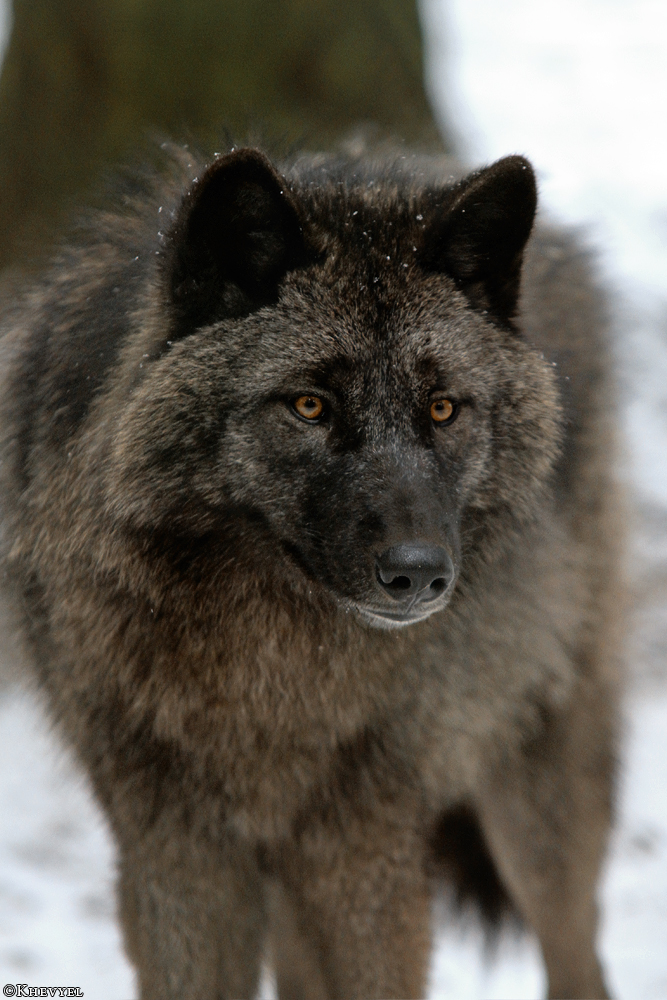 Pup9m13EderseeKati_Ceyla-16