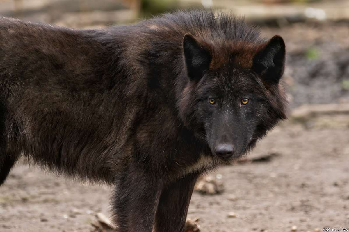 Pup9m16GelsenkirchenKati_Averic-01