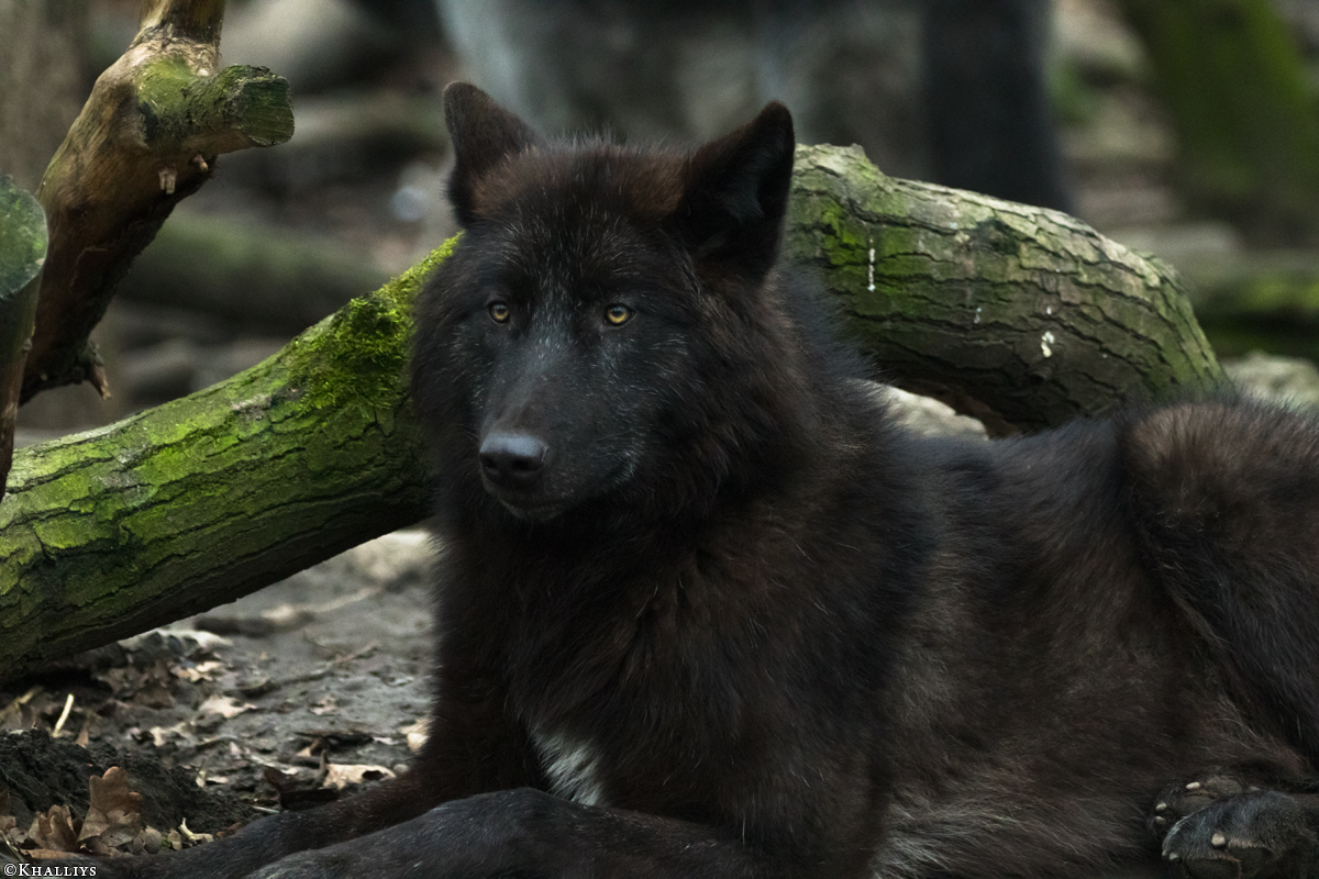 Pup9m16GelsenkirchenKati_Averic-22