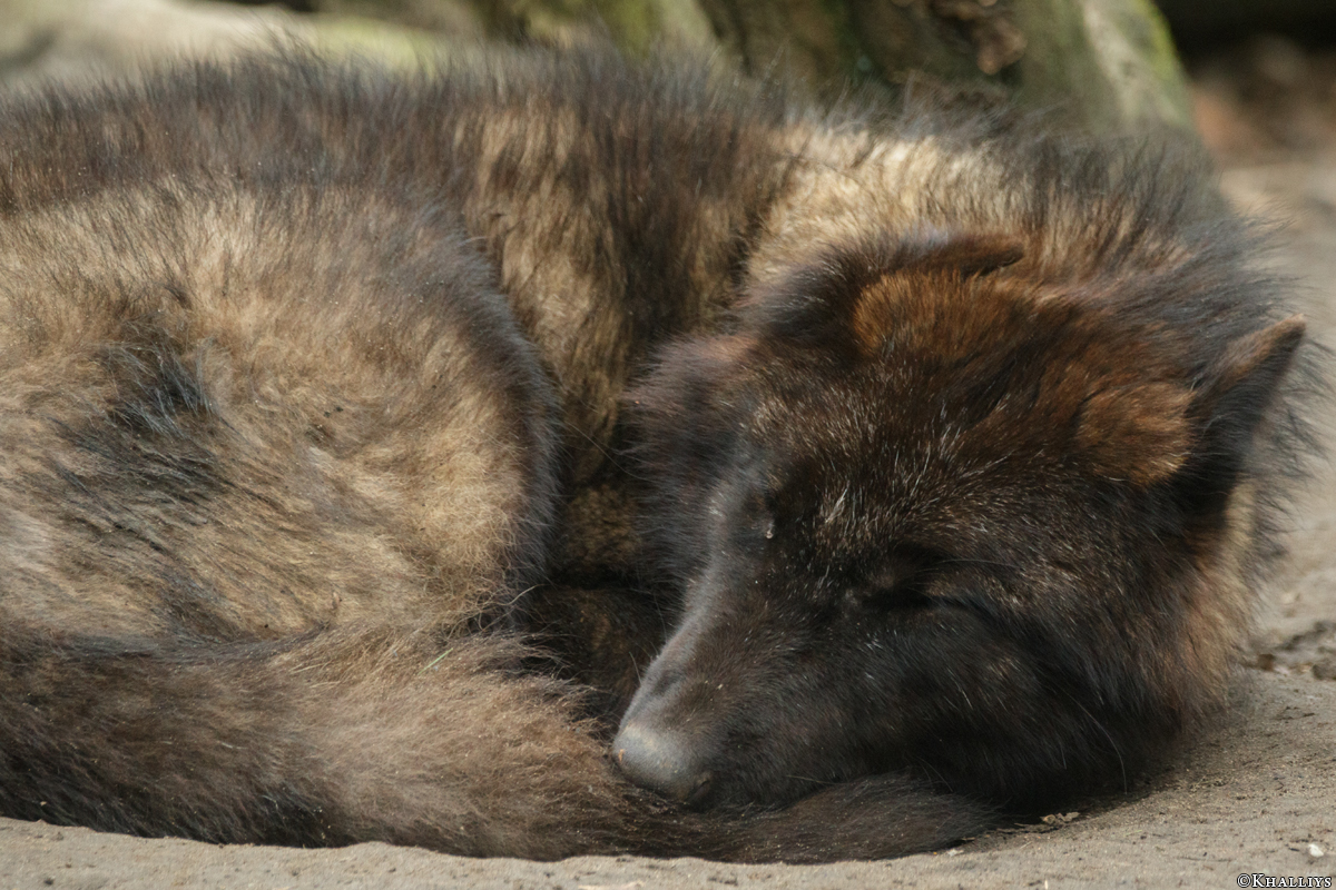 Pup9m16GelsenkirchenKati_Knicky-03