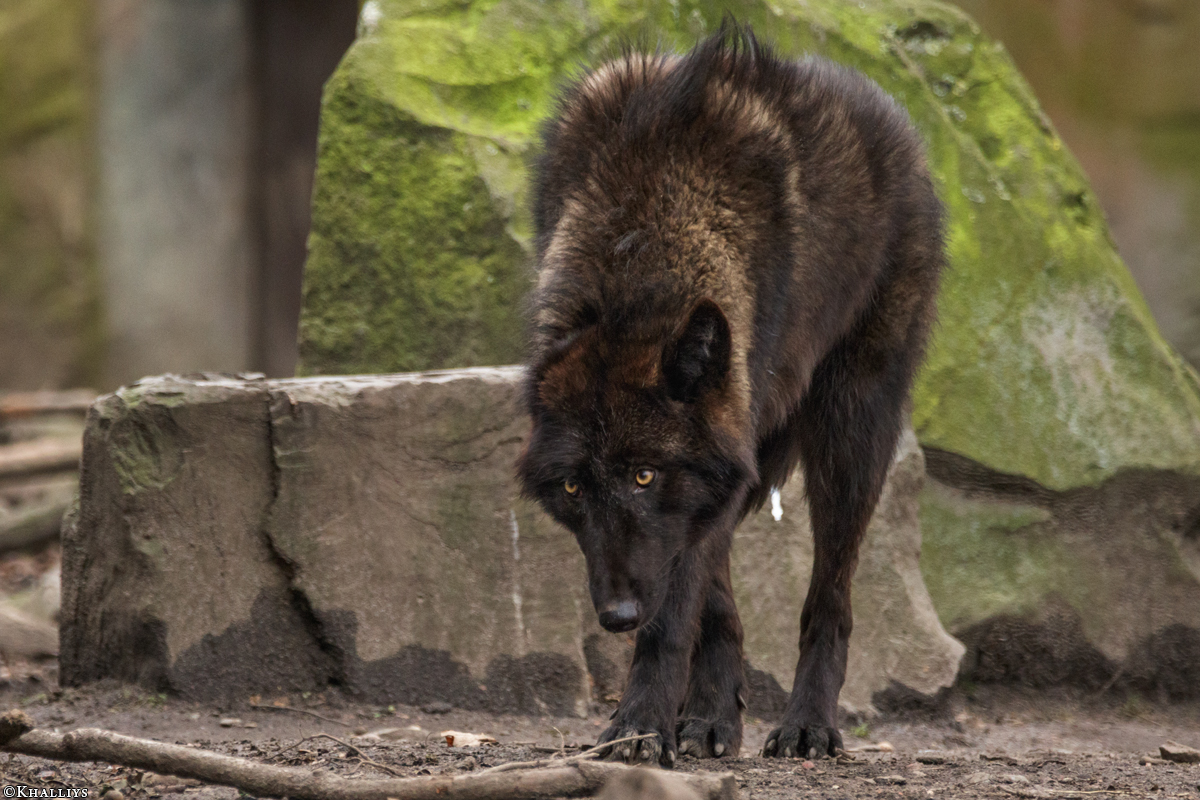 Pup9m16GelsenkirchenKati_Knicky-30