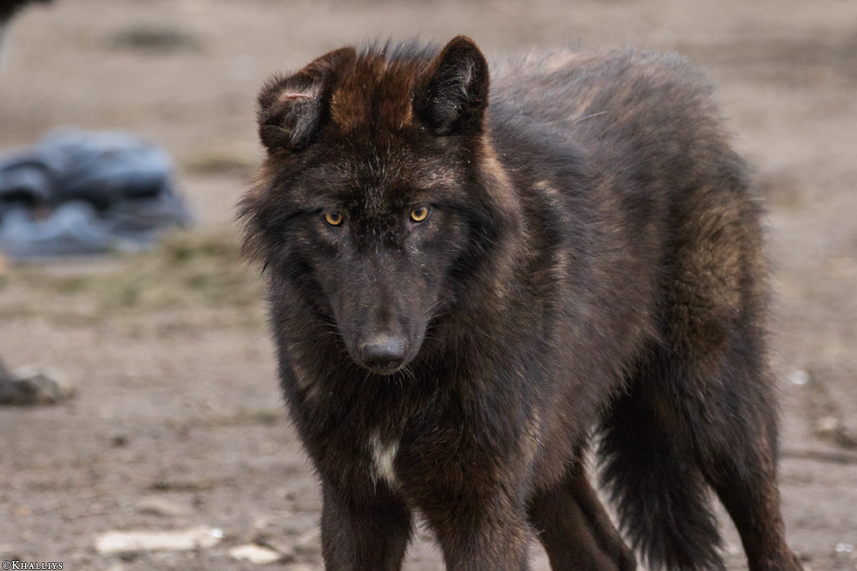 Pup9m16GelsenkirchenKati_Knicky-33