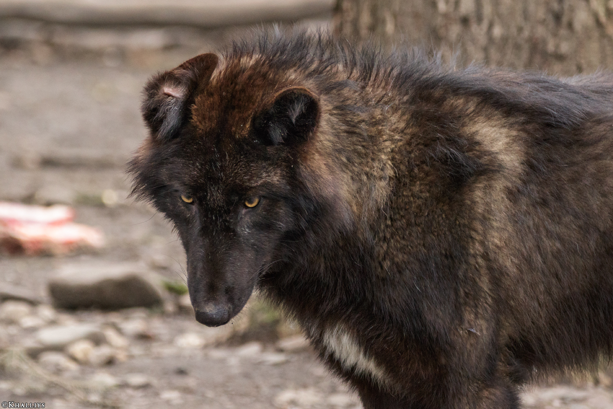 Pup9m16GelsenkirchenKati_Knicky-34