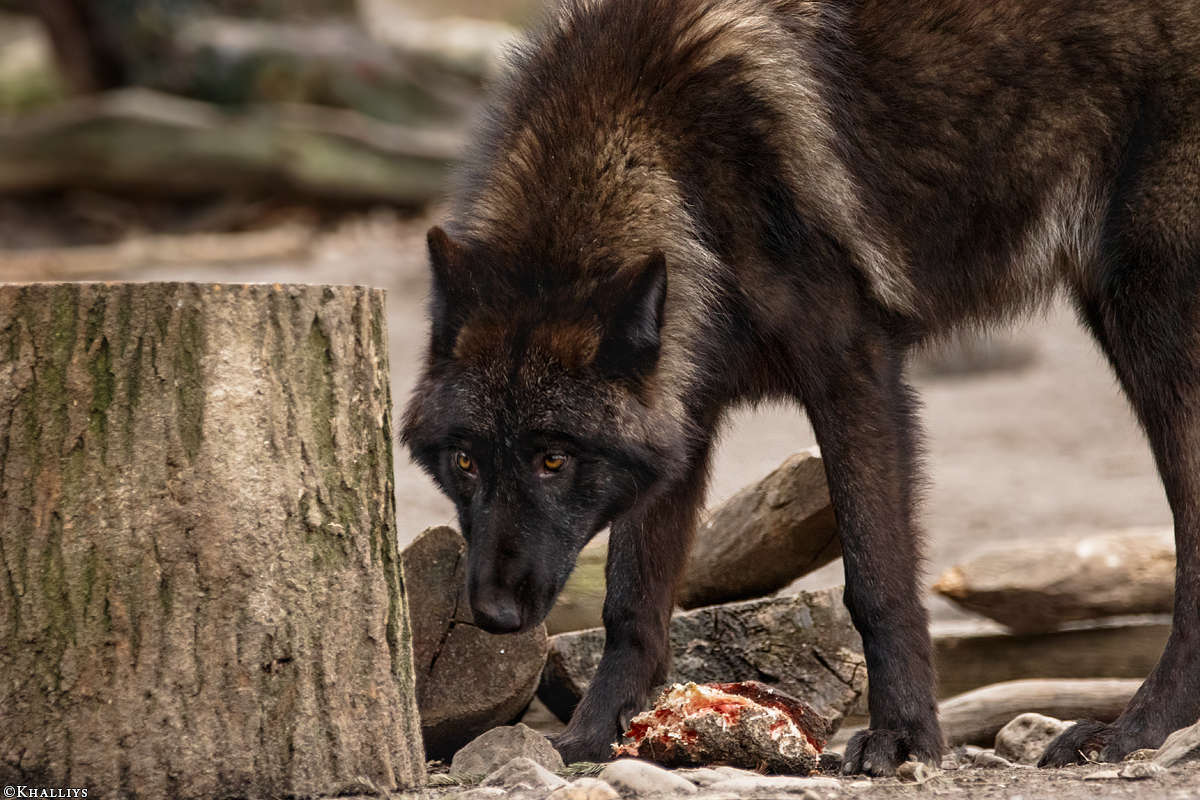 Pup9m16GelsenkirchenKati_Krabat-03