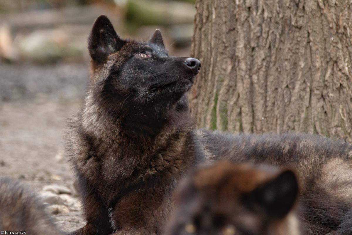 Pup9m16GelsenkirchenKati_Krabat-12