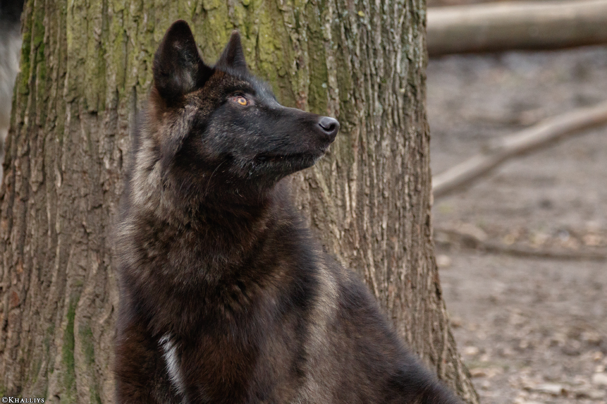 Pup9m16GelsenkirchenKati_Krabat-15