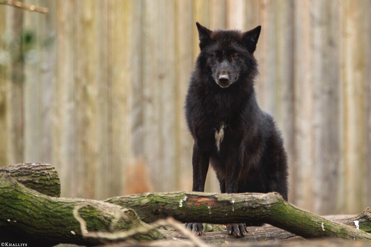 Pup9m16GelsenkirchenKati_Malicia-03
