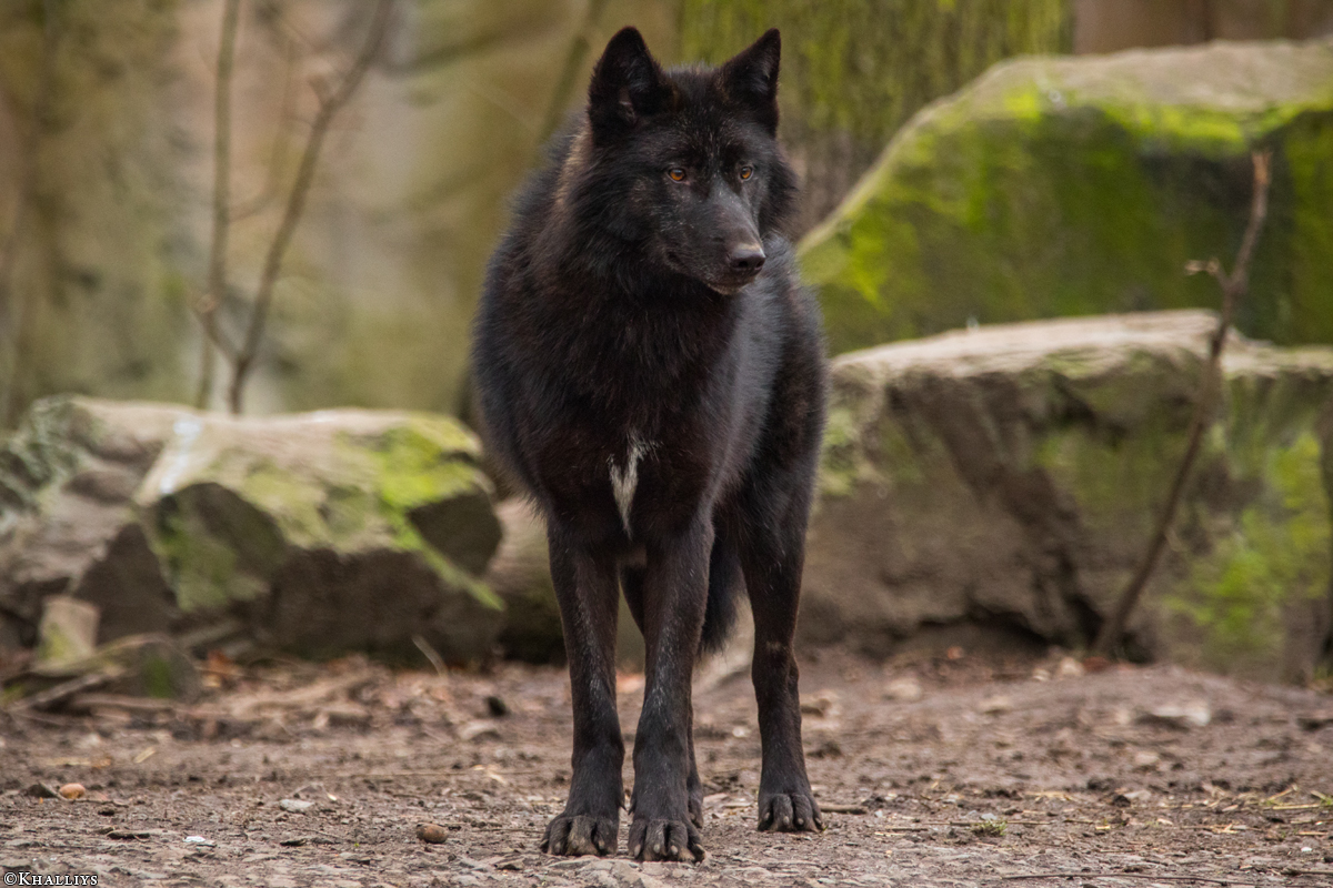 Pup9m16GelsenkirchenKati_Malicia-12