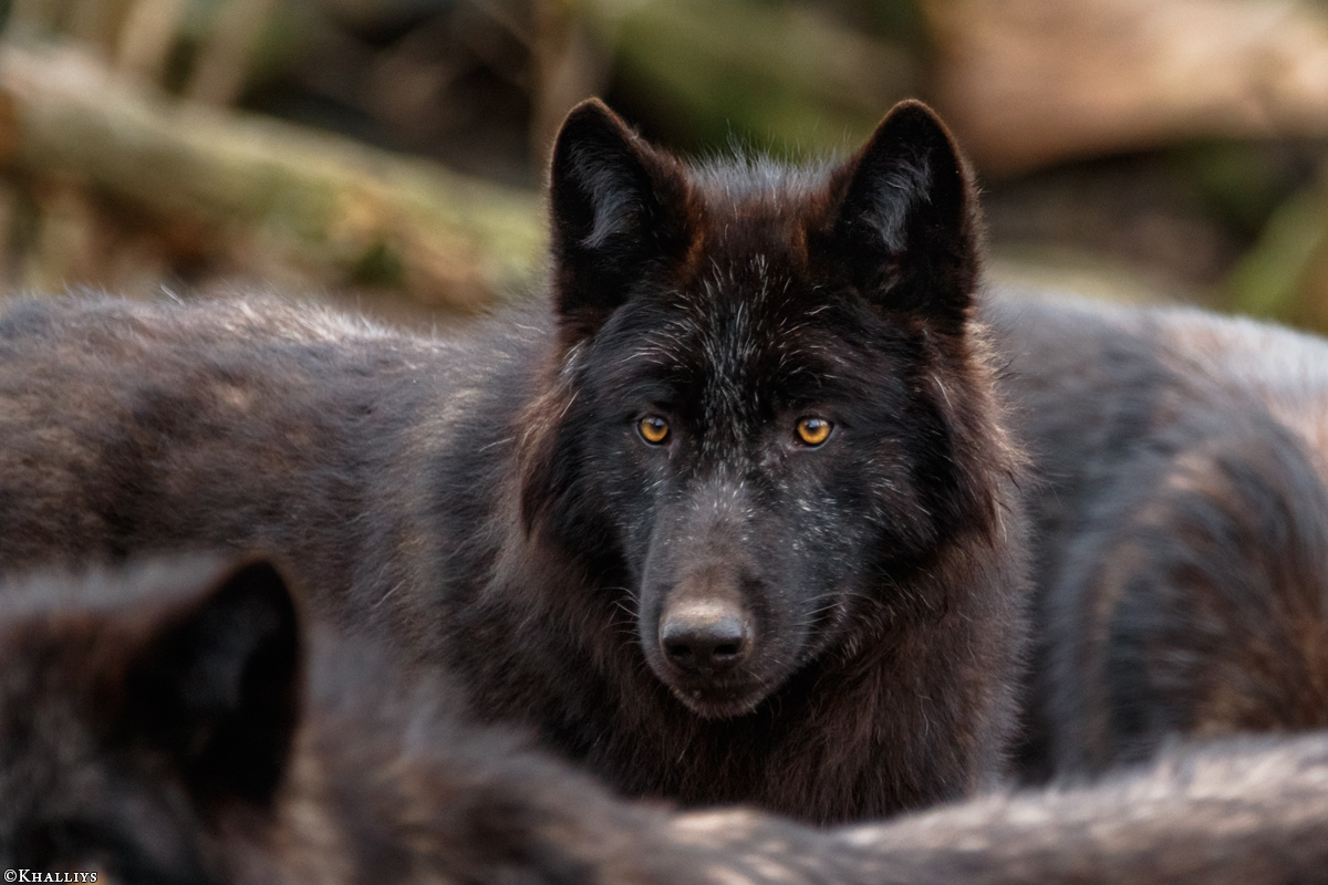 Pup9m16GelsenkirchenKati_Yalk-04